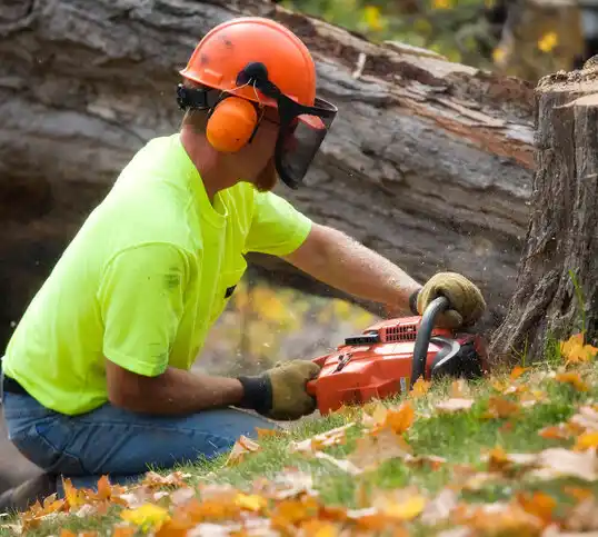 tree services Society Hill